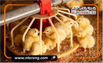 جوجه‌ریزی ۲ میلیون و ۵۰۰ هزار قطعه در اردبیل بصورت ماهانه
